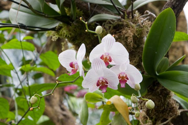 orchidea.jpeg